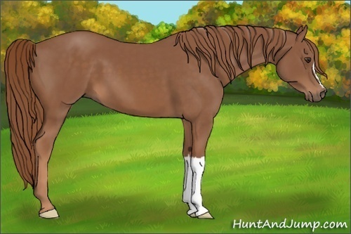 Horse Color:Chestnut 