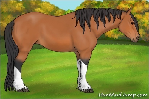 Horse Color:Bay Tobiano 