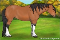 Horse Color:Bay Tobiano 