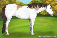 Horse Color:Amber Champagne Splash Frame Varnish