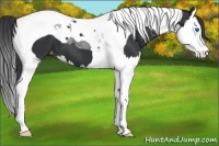 Horse Color:Black Splash Tobiano Appaloosa 