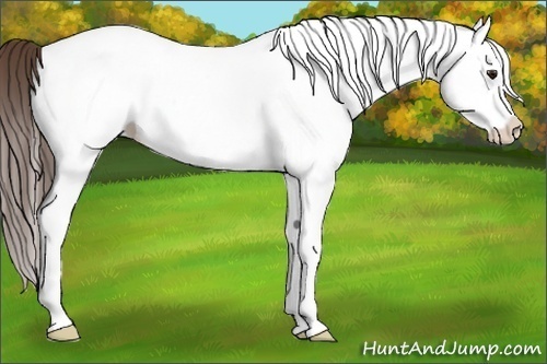 Horse Color:White Spotted Classic Champagne Splash Appaloosa 