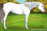 Horse Color:White Spotted Classic Champagne Splash Appaloosa 