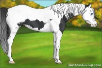Horse Color:Black Splash Tobiano Appaloosa 