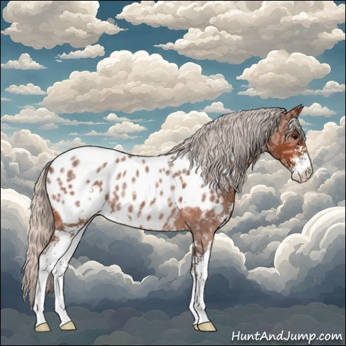 Horse Color:Silver Bay Ice Roan Sabino Appaloosa 