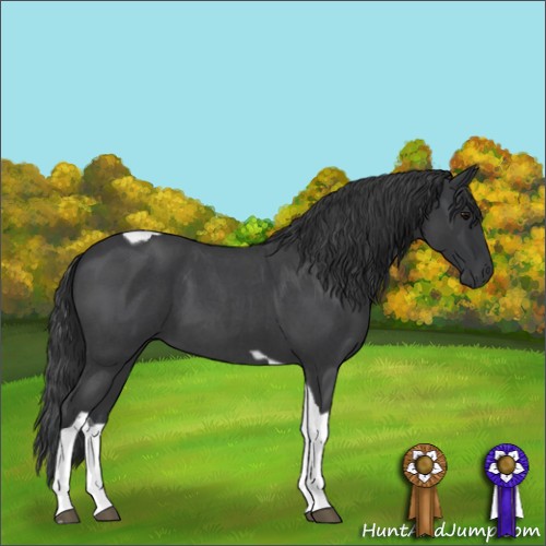 Horse Color:Blue Roan Tobiano 