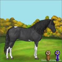 Horse Color:Blue Roan Tobiano