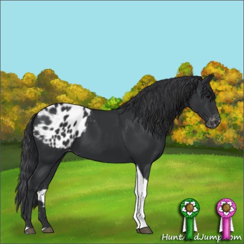 Horse Color:Black Tobiano Appaloosa 