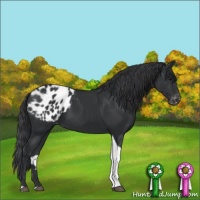 Horse Color:Black Tobiano Appaloosa