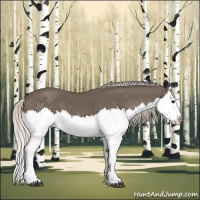 Horse Color:Silver Black Splash 