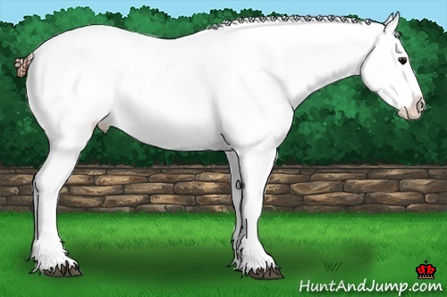 Horse Color:White Spotted Bay Blanket