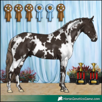 Horse Color:White Spotted Liver Chestnut 