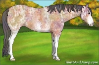 Horse Color:Nacre White Spotted Bay Ice Rabicano 