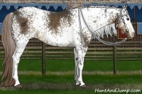 Horse Color:White Spotted Chocolate Palomino