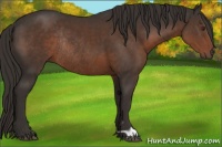 Horse Color:Liver Chestnut Rabicano