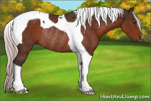 Horse Color:Silver Brown Tobiano Rabicano