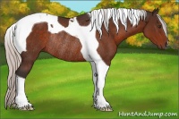 Horse Color:Silver Brown Tobiano Rabicano 