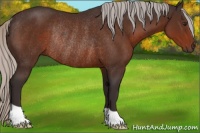 Horse Color:Silver Brown Rabicano 
