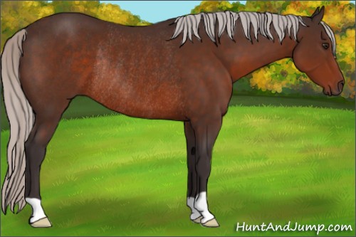 Horse Color:Silver Brown Rabicano 