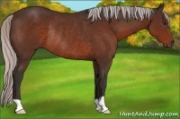 Horse Color:Silver Brown Rabicano 