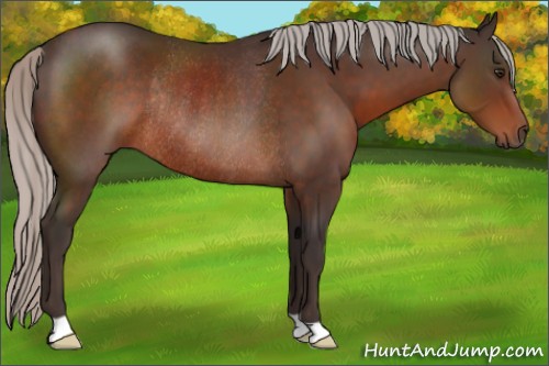 Horse Color:Silver Brown Rabicano