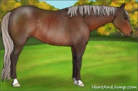 Horse Color:Silver Brown Rabicano 