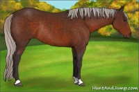 Horse Color:Silver Brown Rabicano 