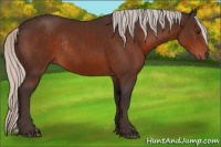Horse Color:Silver Brown Rabicano 
