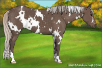 Horse Color:White Spotted Silver Black 