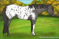 Horse Color:Grullo Appaloosa 
