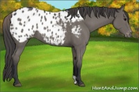 Horse Color:Grullo Appaloosa 