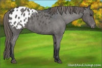 Horse Color:Grullo Appaloosa 