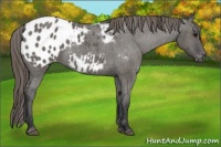 Horse Color:Grullo Appaloosa 