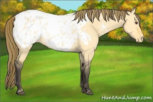 Horse Color:Buckskin Dun Blanket 