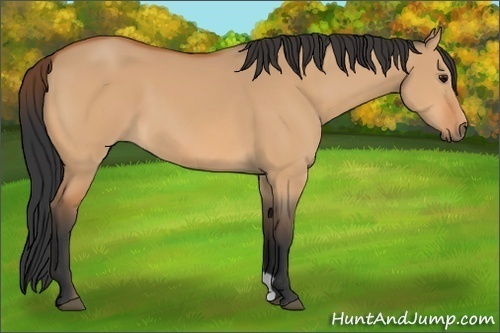 Horse Color:Bay Dun
