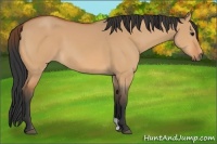 Horse Color:Bay Dun