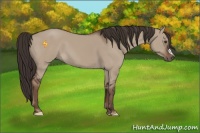 Horse Color:Liver Red Dun 