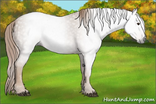 Horse Color:Gray Red Roan Frame 