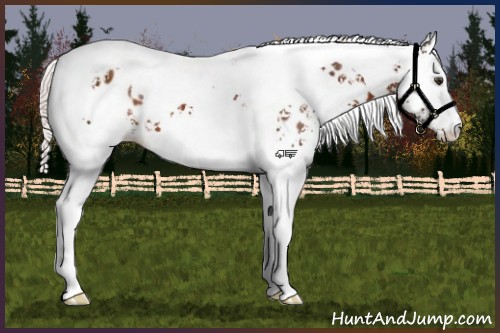 Horse Color:White Spotted Silver Brown Tobiano Leopard