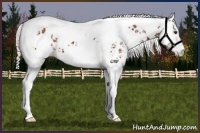 Horse Color:White Spotted Silver Brown Tobiano Appaloosa