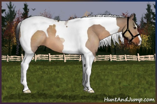 Horse Color:Bay Dun Tobiano 