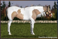 Horse Color:Bay Dun Tobiano 