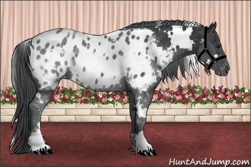 Horse Color:White Spotted Black Chinchilla Appaloosa 