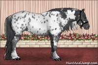 Horse Color:White Spotted Black Chinchilla Appaloosa 