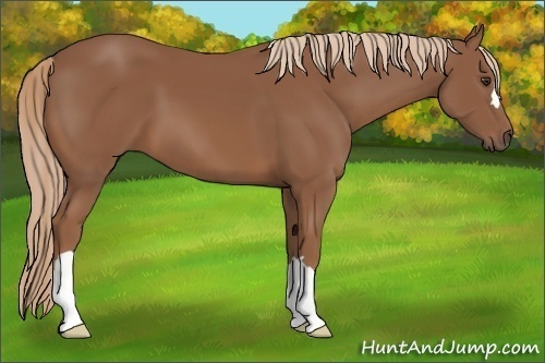 Horse Color:Chestnut 