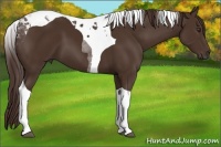 Horse Color:Liver Chestnut Tobiano 