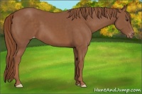 Horse Color:Chestnut Appaloosa