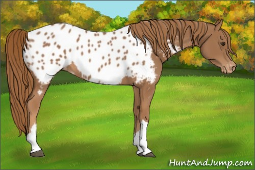 Horse Color:Chestnut Appaloosa 