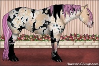 Horse Color:Watercolor White Spotted Red Dun Ice Appaloosa 