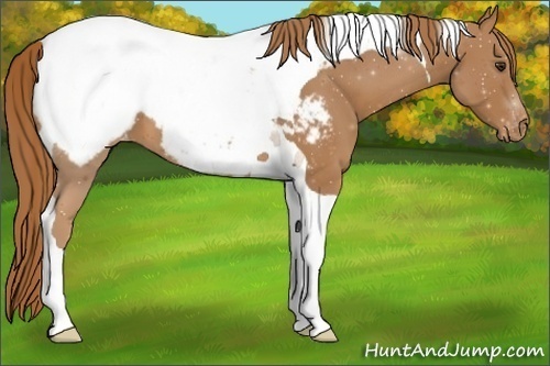 Horse Color:Chestnut Tobiano Appaloosa 